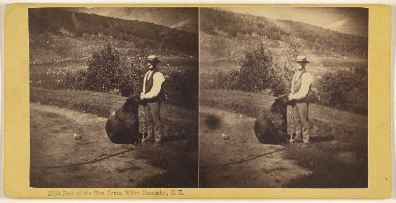 Bear at the Glen House, White Mountains, N.H.