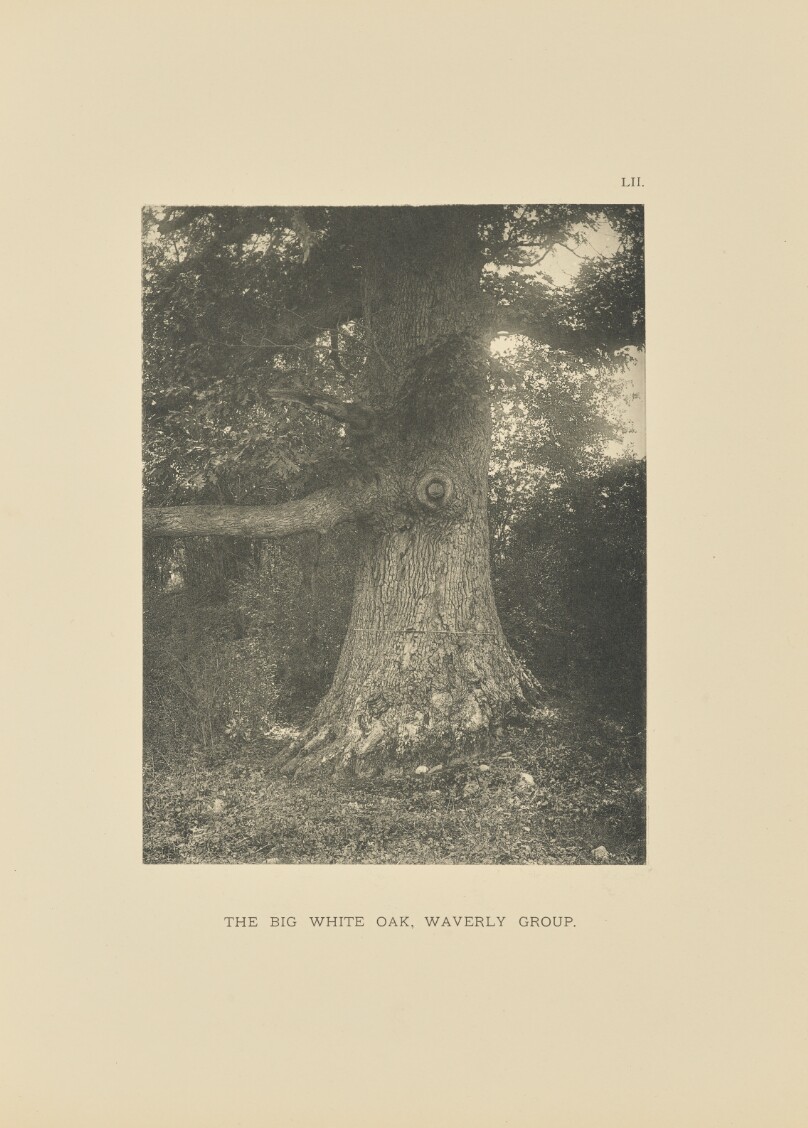 The Big White Oak, Waverly Group