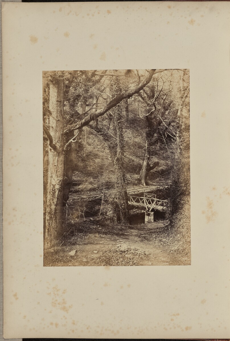 The Woods, Penllegare.