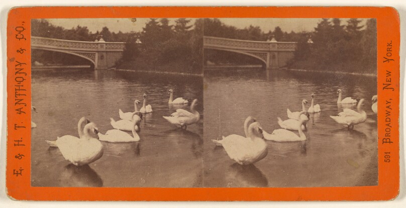 Central Park. (New York.) Swans on the Lake.