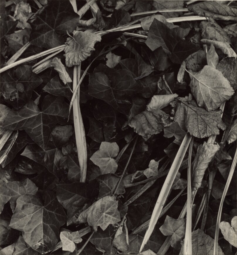 [Fall, Orgeval, France]