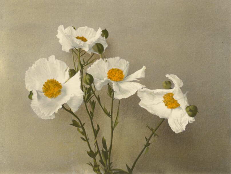 [White Poppies]