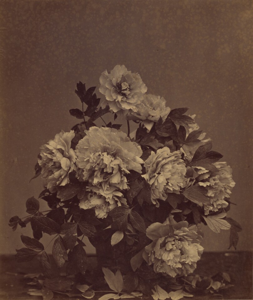 [Flowers]
