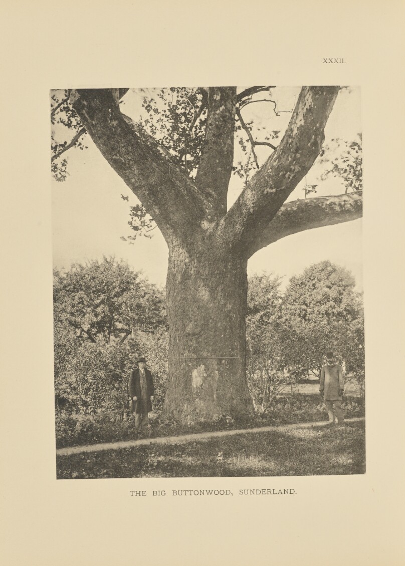 The Big Buttonwood, Sunderland