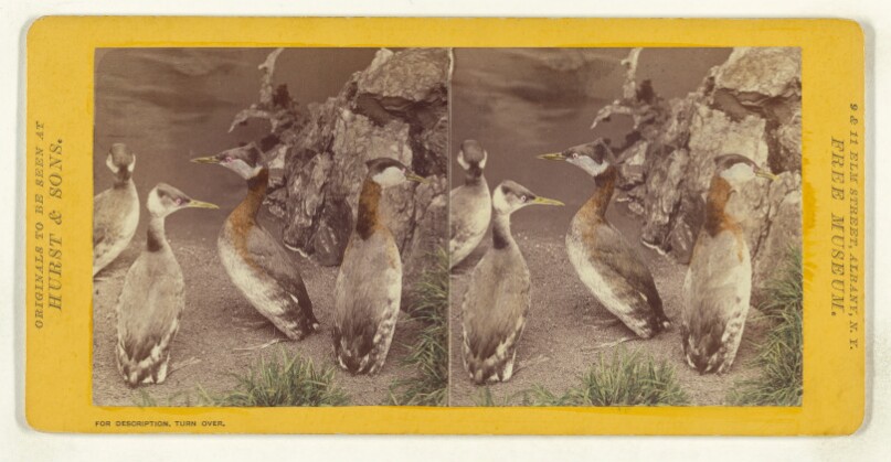 Class II, Order V. Lobipedes. Family Podicipidae. The Red-Necked Grebe...