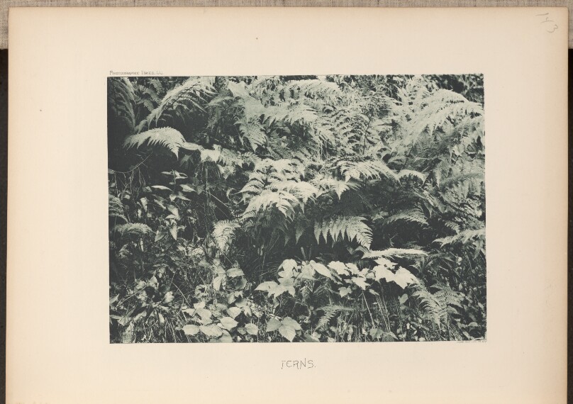 Ferns