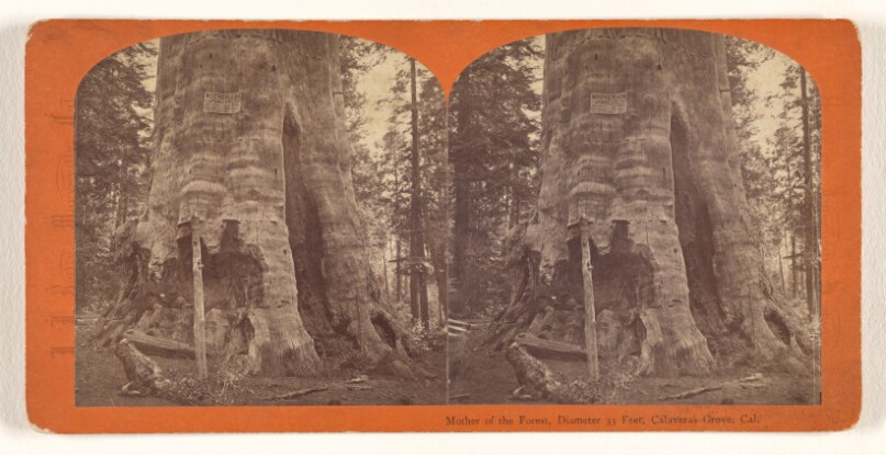 Mother of the Forest, Diameter 33 Feet, Calaveras Grove, Cal.