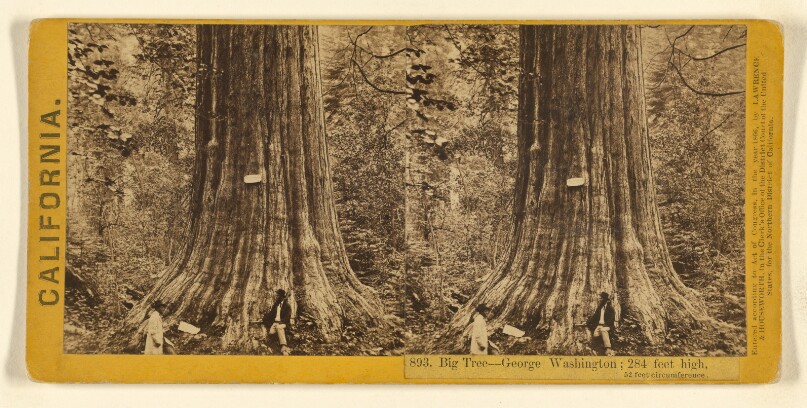 Big Tree - George Washington; 284 feet high, 52 feet circumference.