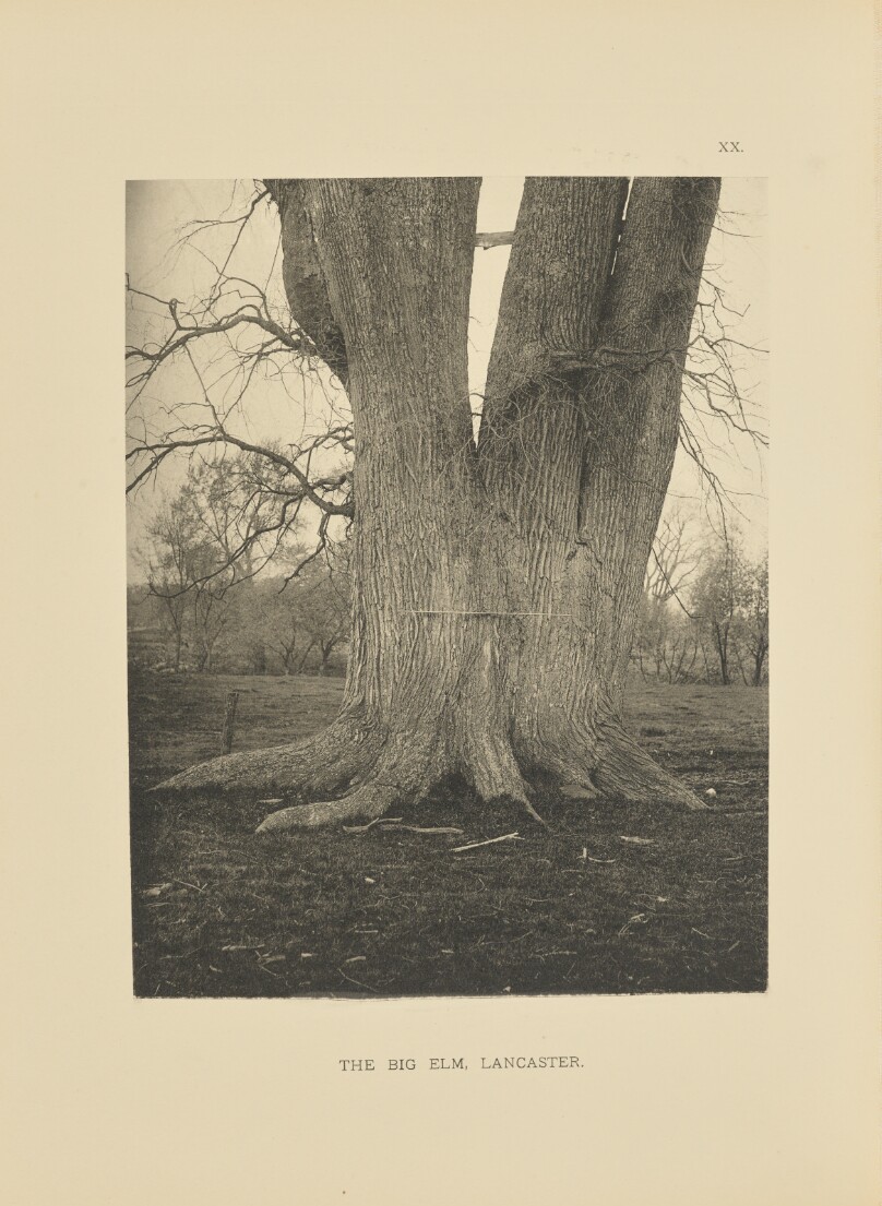 The Big Elm, Lancaster