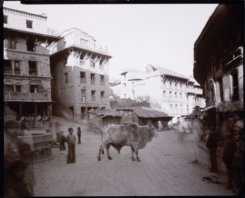 Old Bull, Nepal