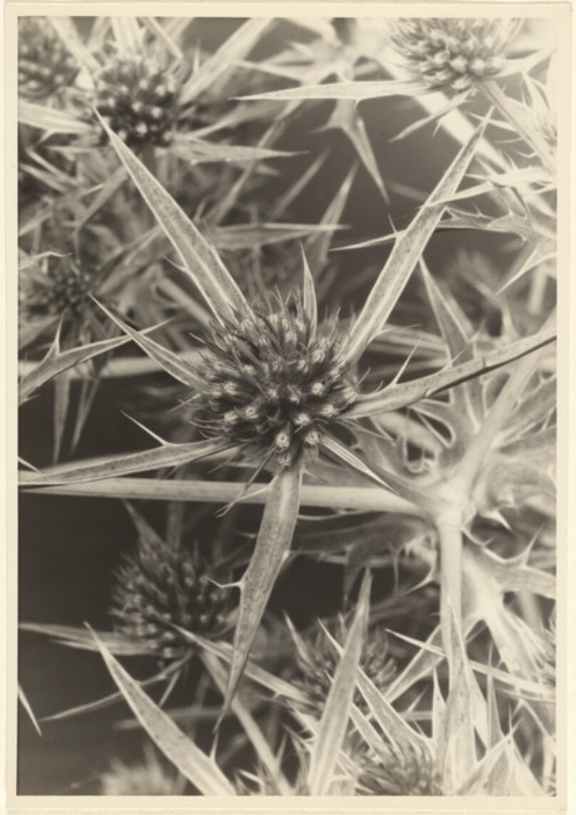 Umbelliferae, Eryngium campestre, Feld-mannstreu