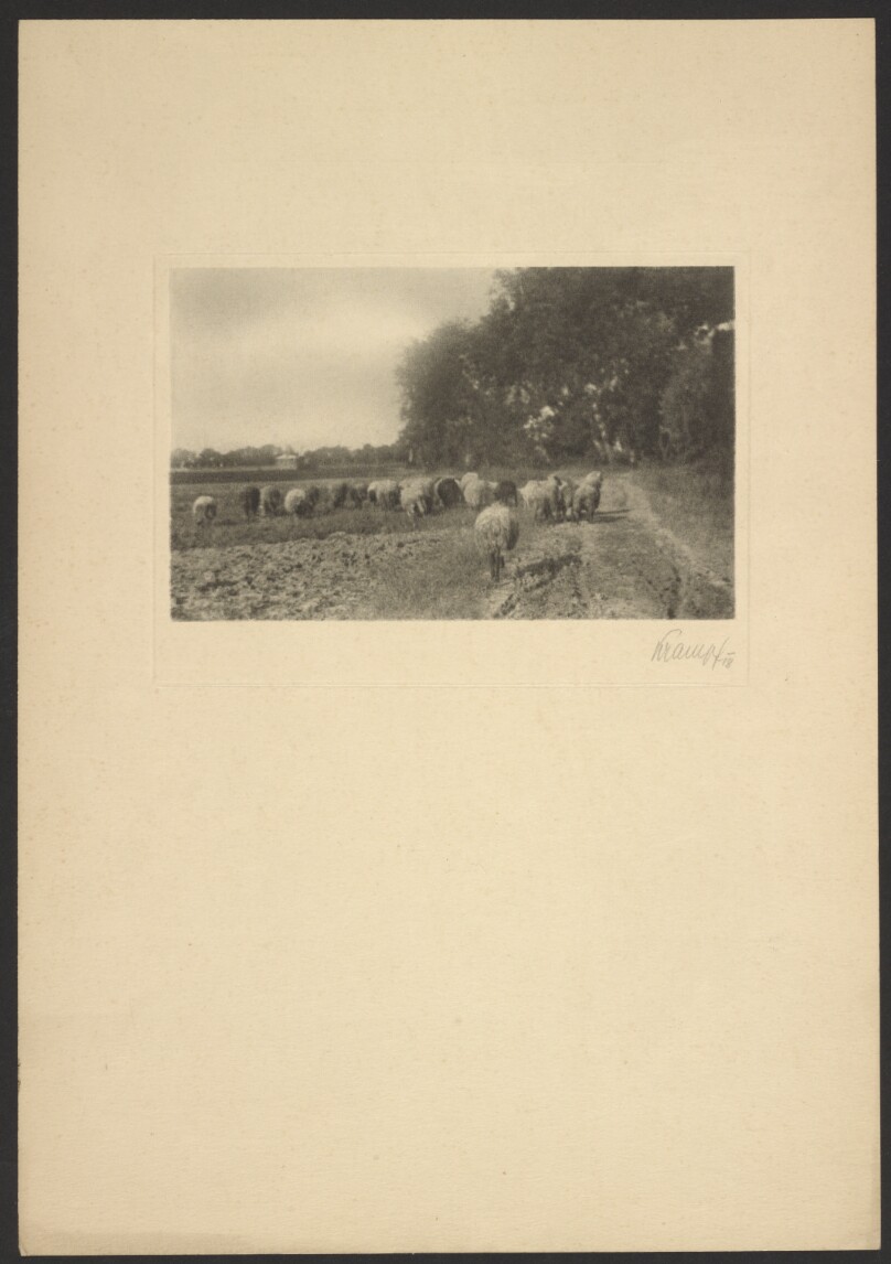 [Herd of sheep]