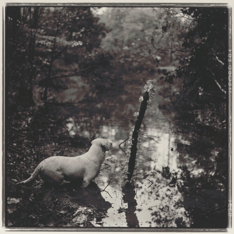 White Dog