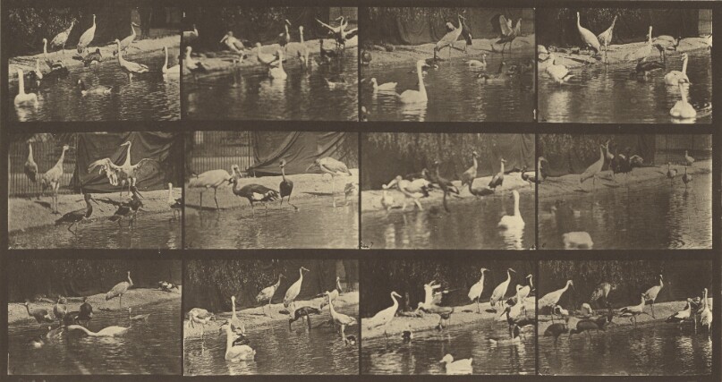 Animal Locomotion