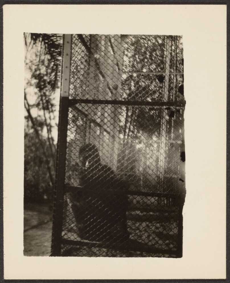 [Ape in Cage]