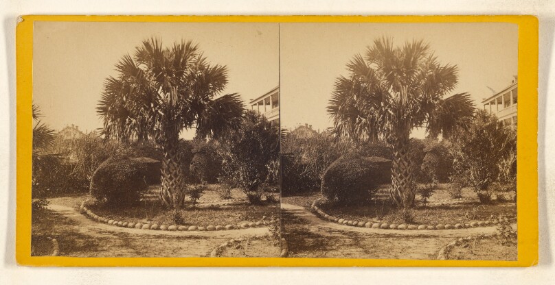 [Palmetto Tree in a private garden in Calhoun St., Charleston, S.C.]