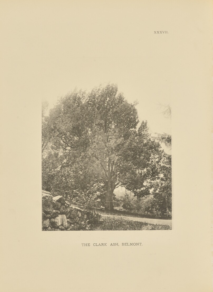 The Clark Ash, Belmont