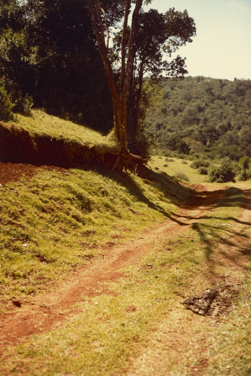 [Dirt Track with Trees]
