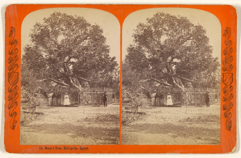 Mary's Tree. Heliopolis, Egypt.