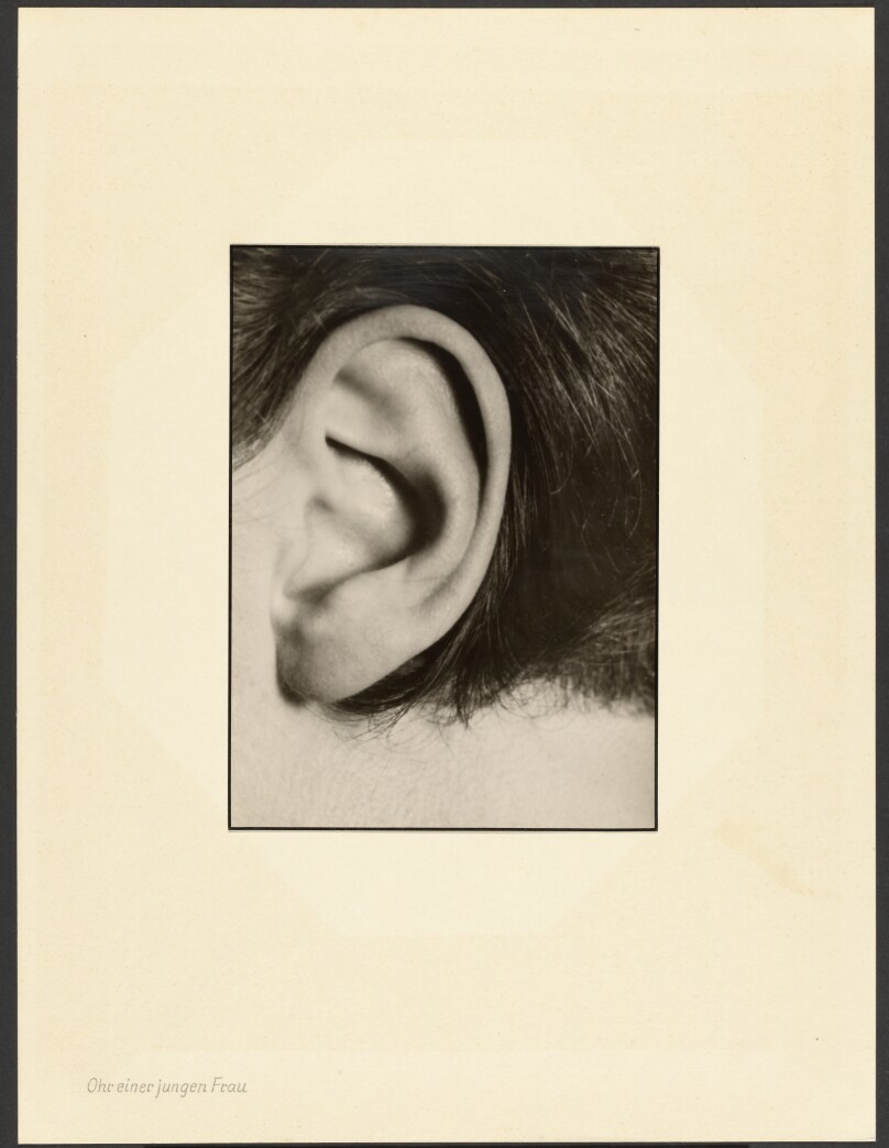 [Ear of a young woman (Ohr einer jungen Frau)]
