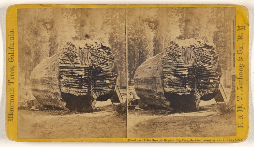 Auger holes through Original Big Tree, showing means by which it was felled.
