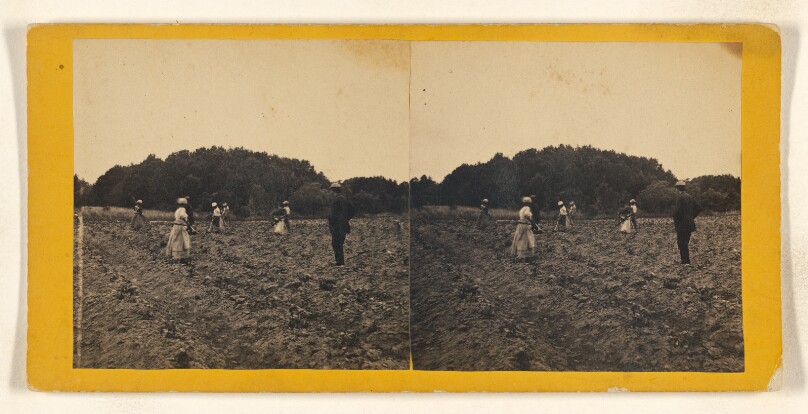 Cotton Field, Retreat Plantation, Perry Clear Point, Port Royal Island, S.C.
