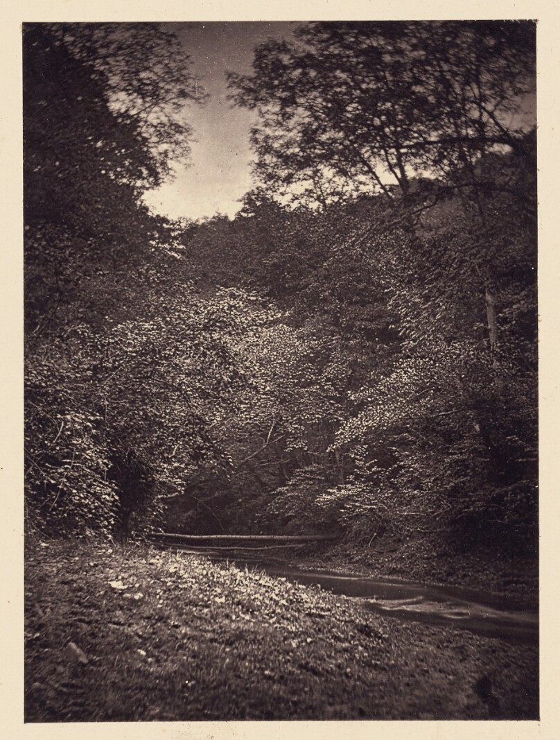 [Forest scene]