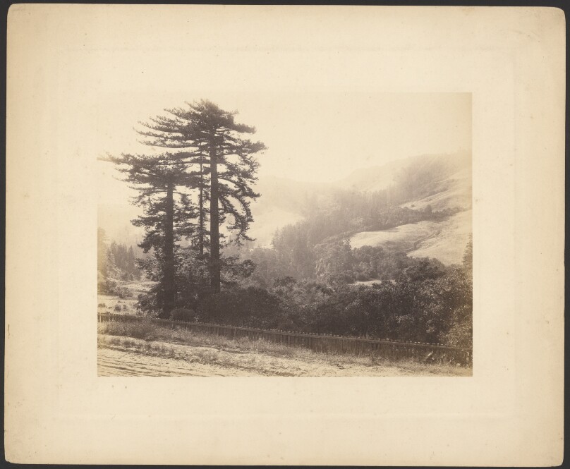 [Landscape with fence and trees]