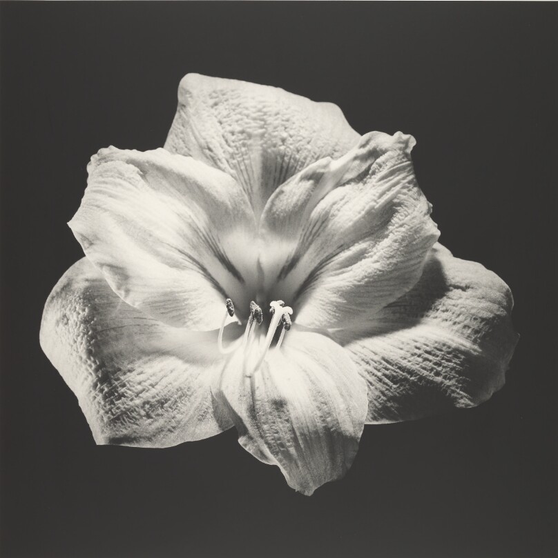 Amaryllis