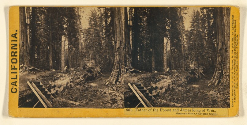 Father of the Forest and James King of Wm., Mammoth Grove, Calaveras county.