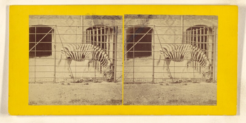 The Zebra, Burchell's, or Dauw. (Asinus Burchellii.)