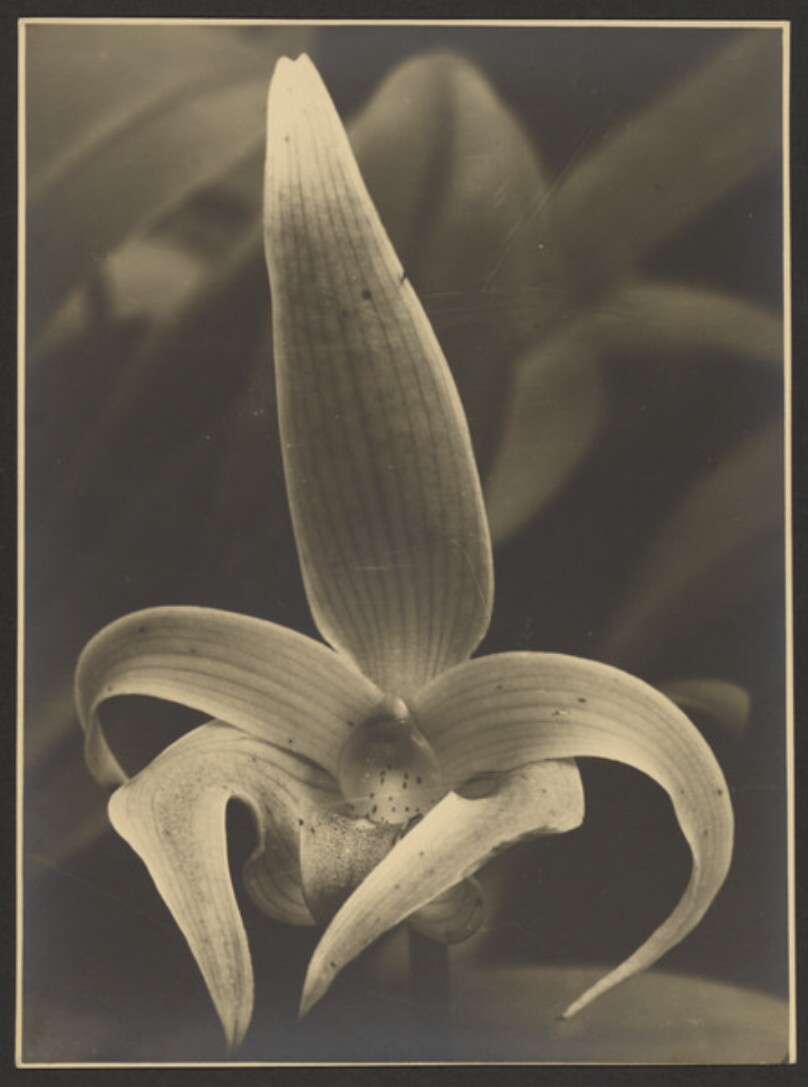 Bulbophyllum Lobbii