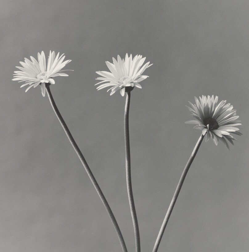 African Daisies