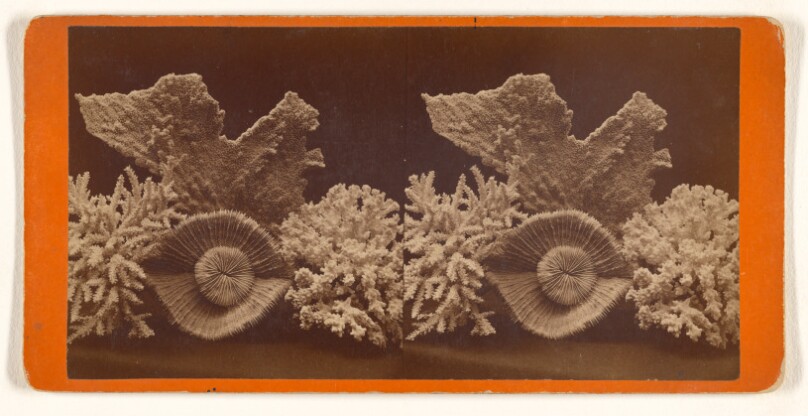 [Corals]