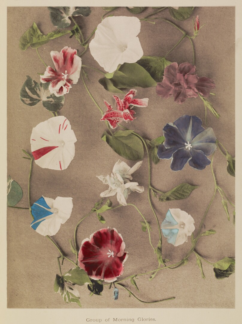Group of Morning Glories