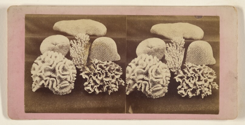 Specimens of Coral.