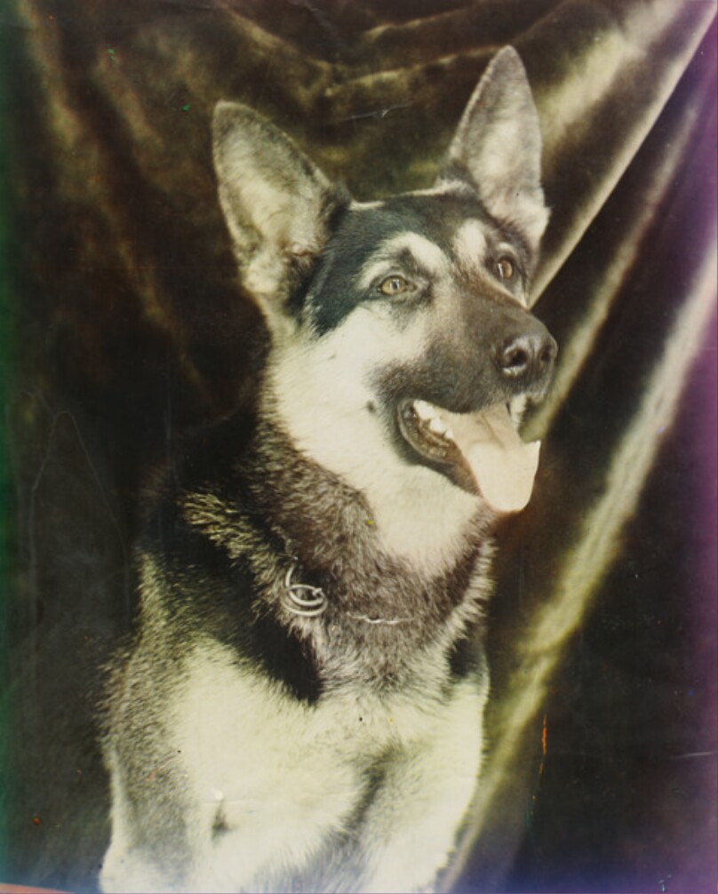 [Dog]
