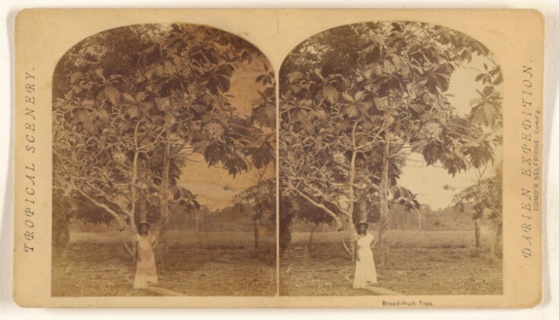 Bread-fruit Tree.