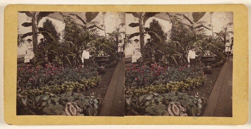 Shaw's Garden. Int. of Palm-House, western wing. [St. Louis, Missouri]