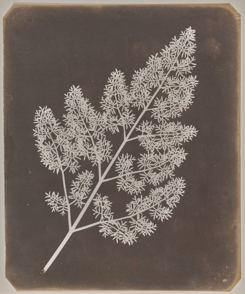 [A Stem of Delicate Leaves of an Umbrellifer]