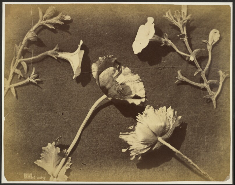 [Flower still life]
