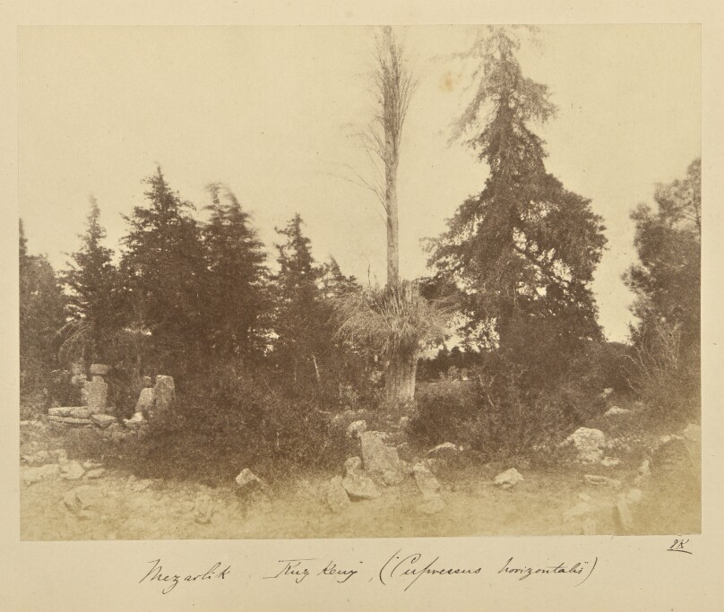 Mezarlik [illegible] (Cupressus horizontalis)