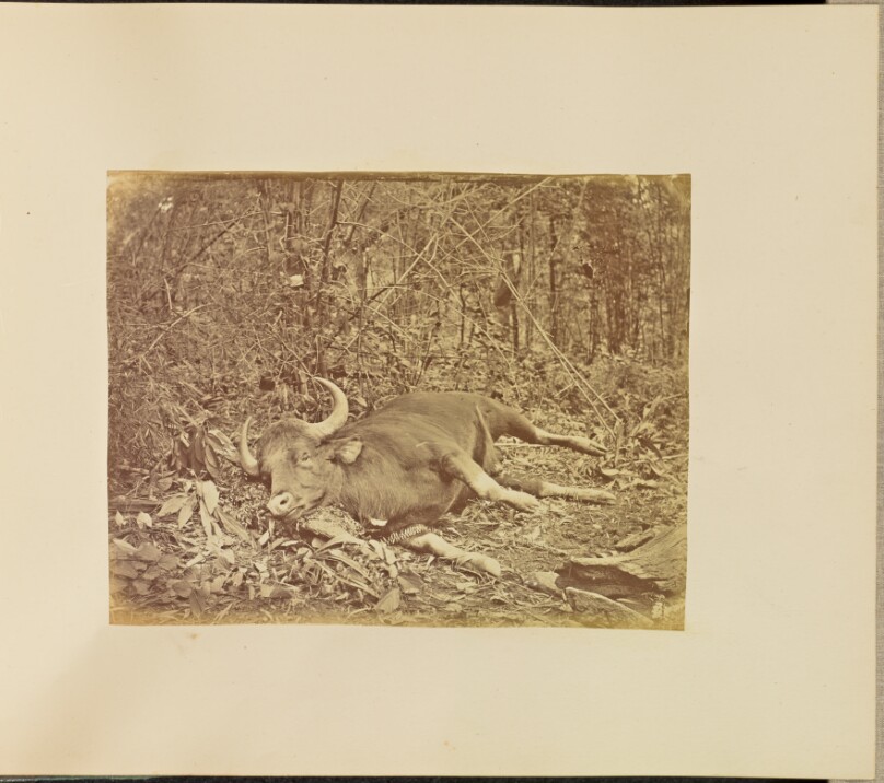 [Bull Carcass]