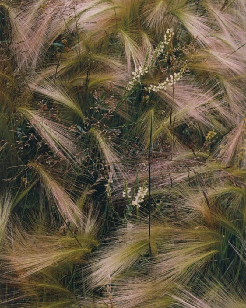 Foxtail Grass, Lake City, Colorado