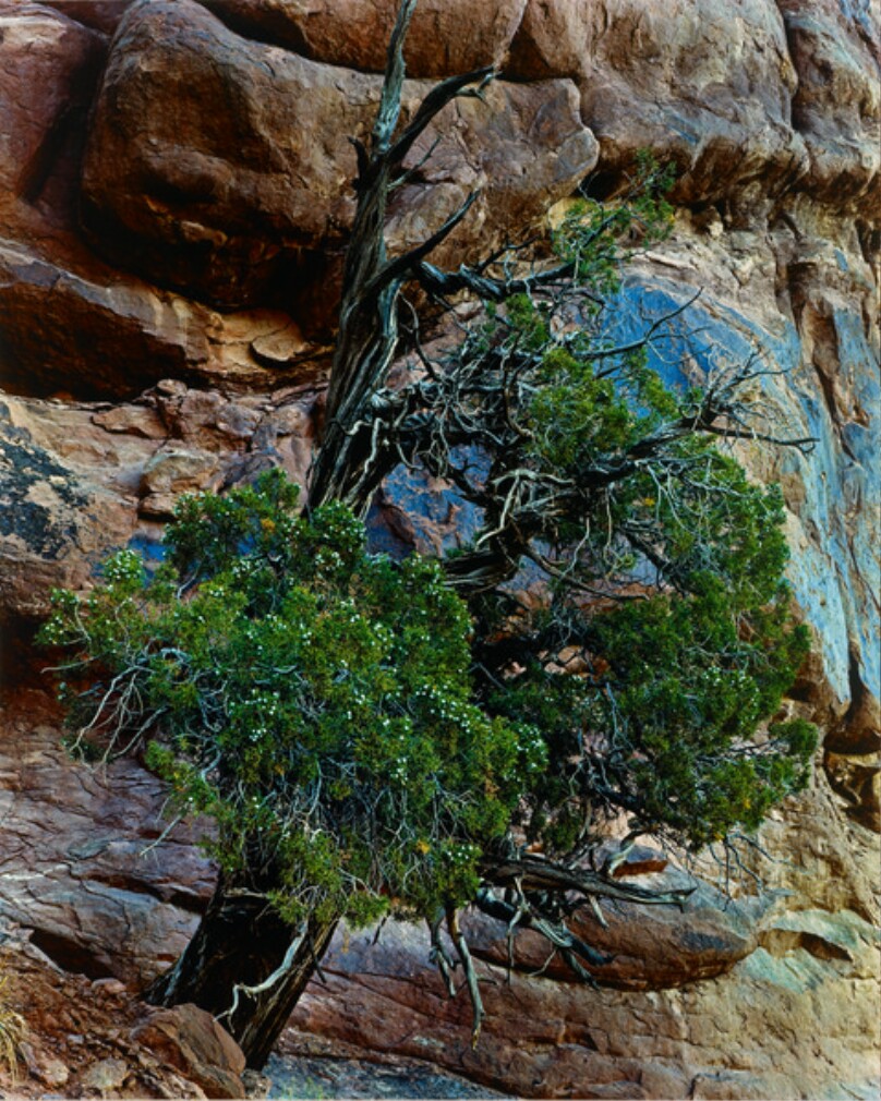Juniper Tree, Arches National Monument, Utah