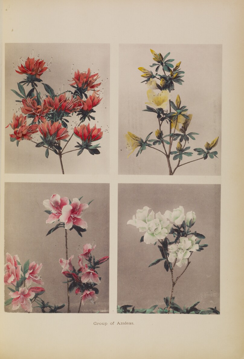 Group of Azaleas