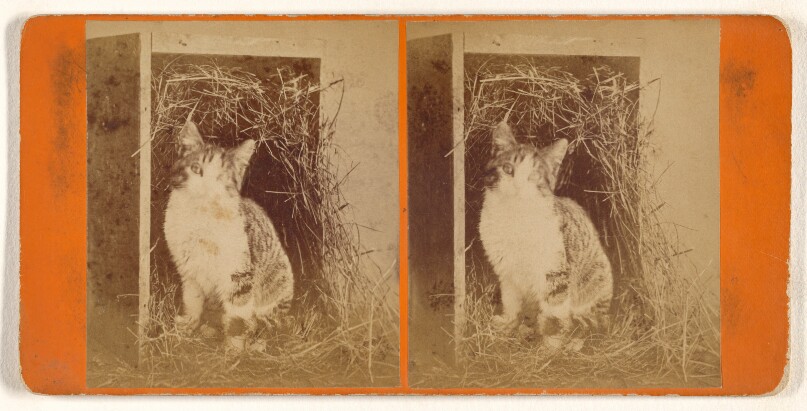 [Puss at home.]