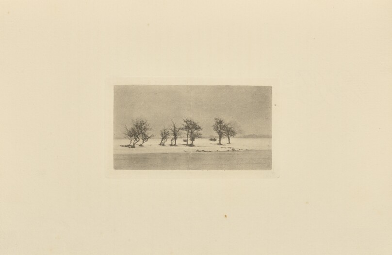 Gnarled Thorn-Trees
