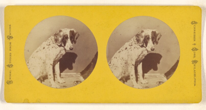 [Dog]
