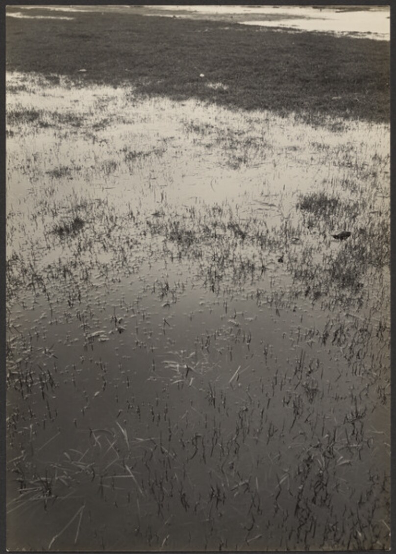 [Marsh Land]